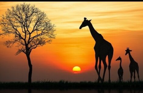 Africa do Sul